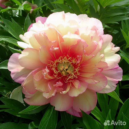 Пион юлия роуз