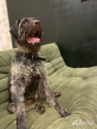 Оставили в электричке.собака в дар в добрые руки