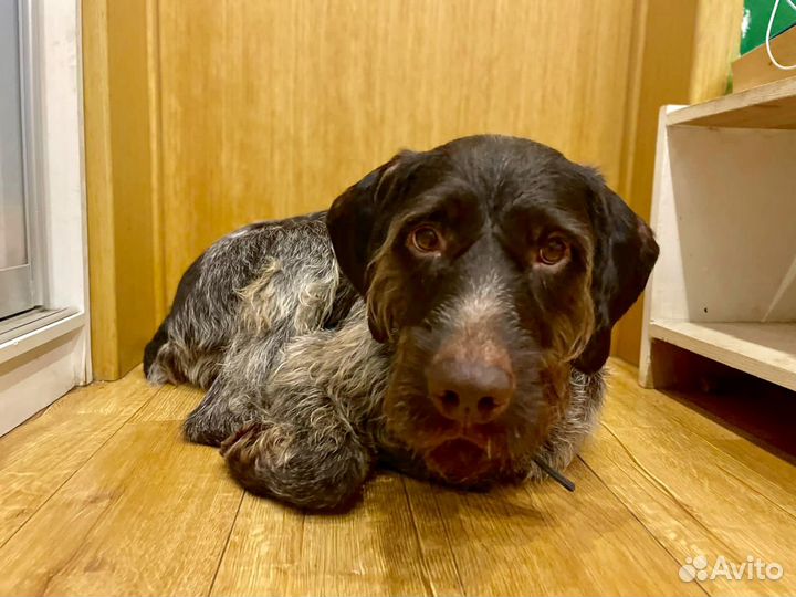 Оставили в электричке.собака в дар в добрые руки