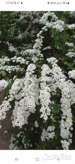 Керрия японская