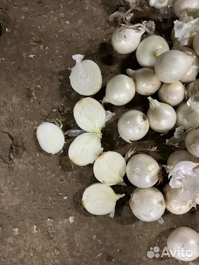 Лук белый невада