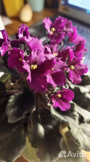 Фиолетовая Фиалка Jelly Magic