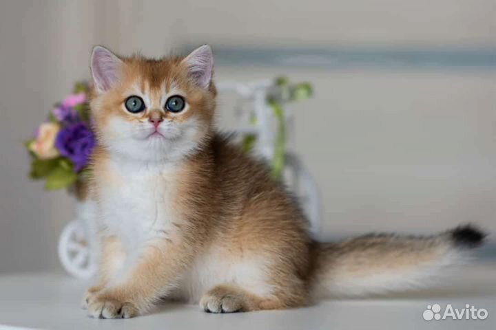 Золотая британская девочка