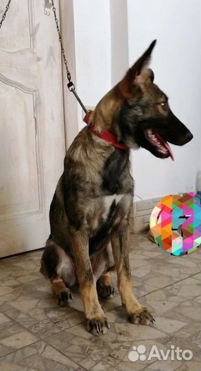 Метис в добрые руки