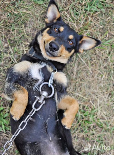 Собака полутакса