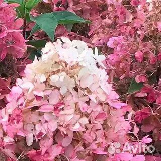 Гортензия метельчатая Пандрия, серии Pan