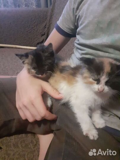 Кошка в дар бесплатно