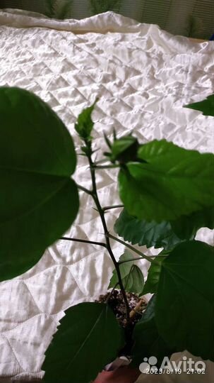 Гибискус китайская роза