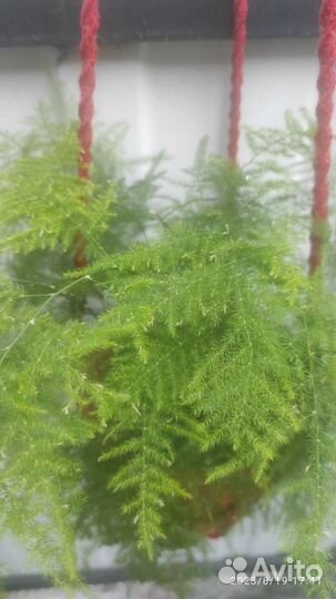 Аспарагус перистый или щетинковидный