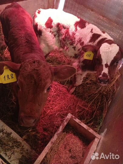 Телята бычки на откорм