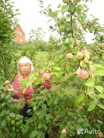 Саженцы плодовых деревьев