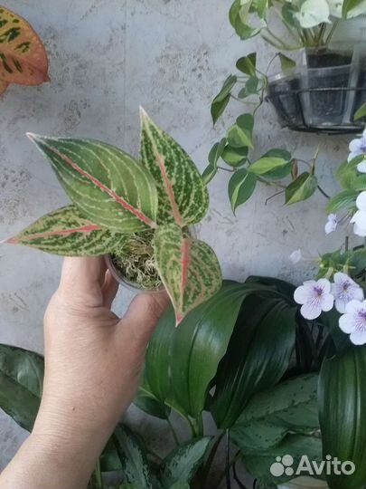 Сортовые аглаонемы