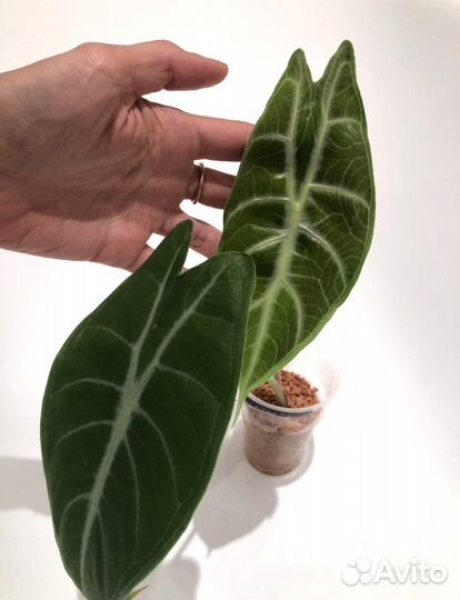 Алоказия кортхалси