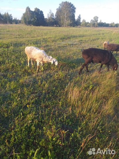 Овцы с ягнятами козлята