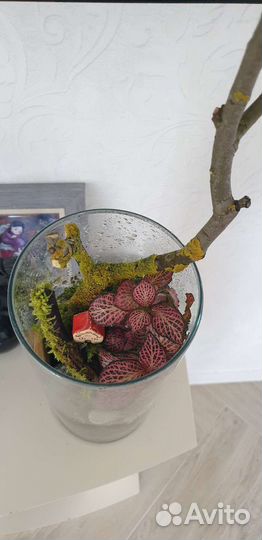 Флорариум