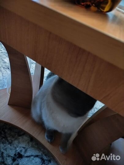 Коты в добрые руки