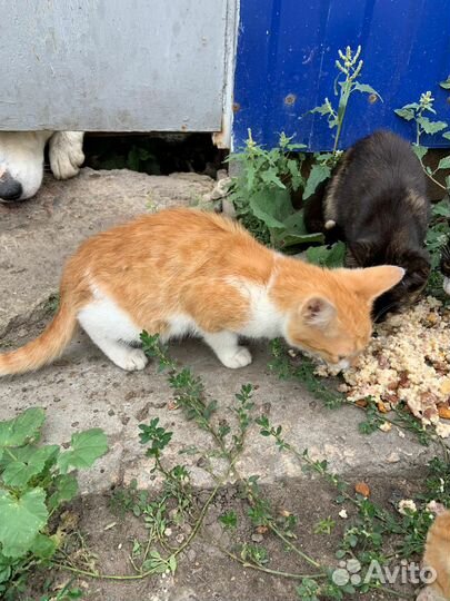 Бездомные котята