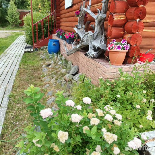 Многолетние цветы