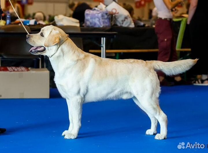 Щенки лабрадора палевые документы РКФ