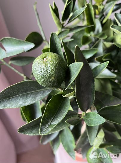 Мандариновое дерево 60 см