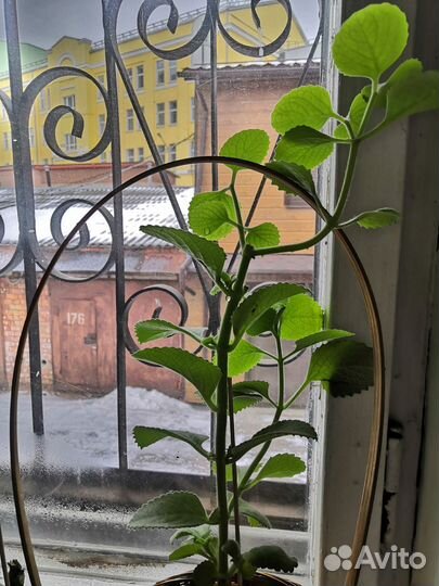 Бесплатно Комнатная мята Плектрантус черенки