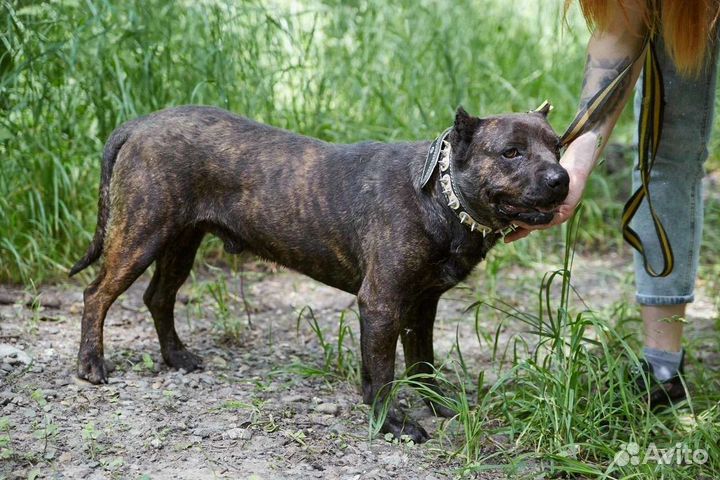 Пёс Непоймиша ищет дом