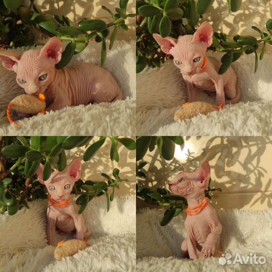 Канадский сфинкс котенок