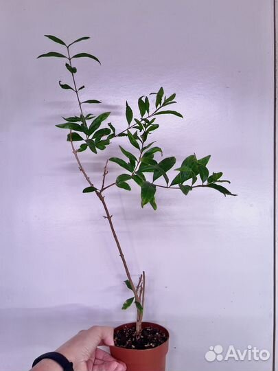 Гранат махровый комнатный, шелковица комнатная