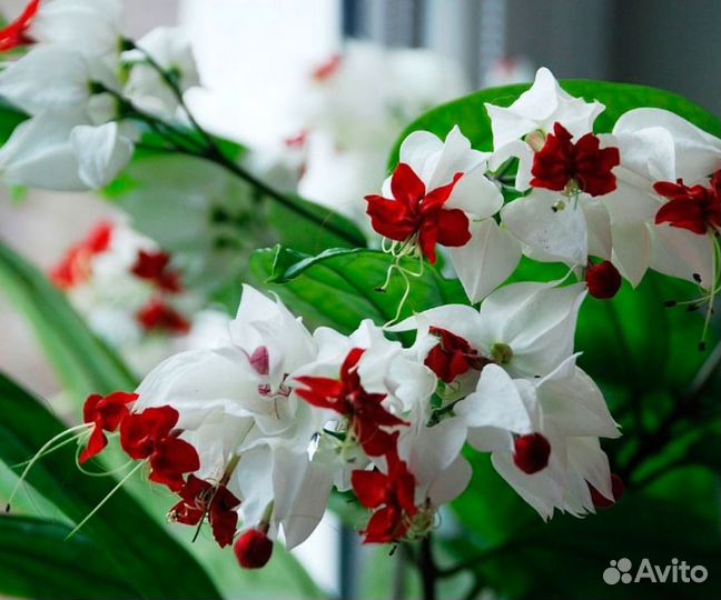 Клеродендрум