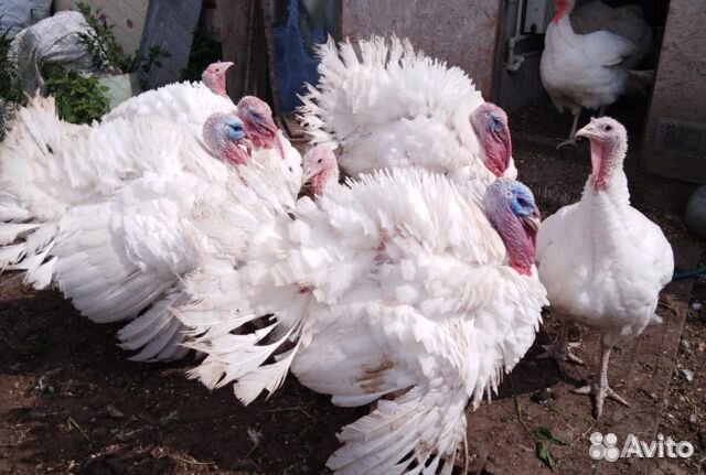 Индюшата Биг-6