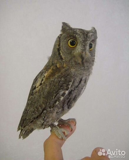 Грозный птиц