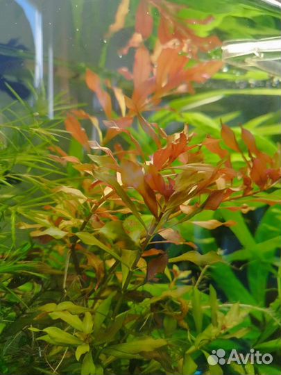 Лимонник, людвигия, мох аквариумные растения