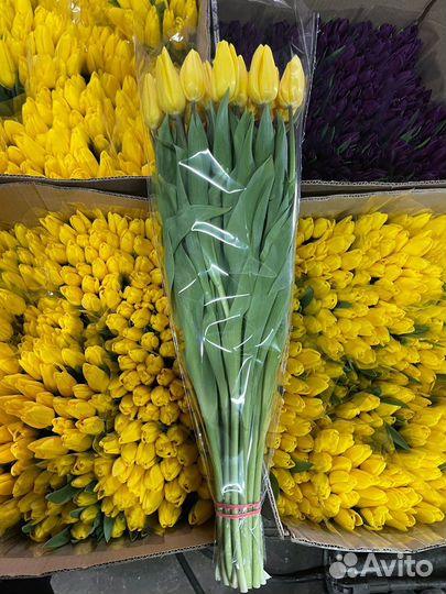 Тюльпаны к 8 марта