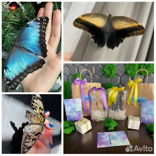 Миниферма тропических бабочек