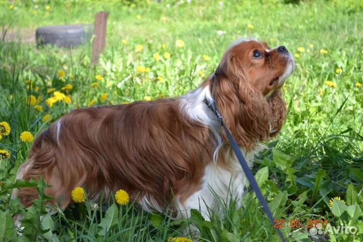 Кавалер вязка