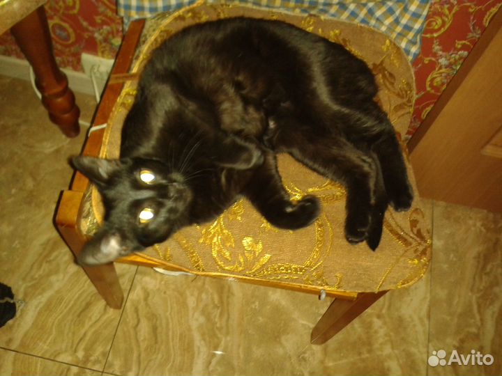 Отдаю котенка мальчика