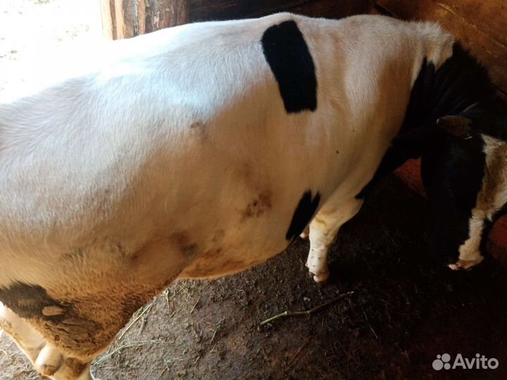 Продам быка