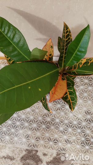 Кротон Петра