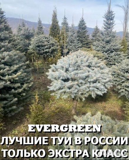 Туя западная