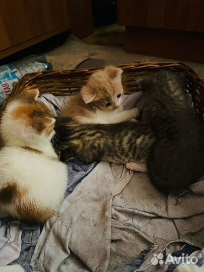 Котята в добрые руки 1 месяц