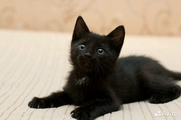 Черный котенок в дар 1 месяц мальчик