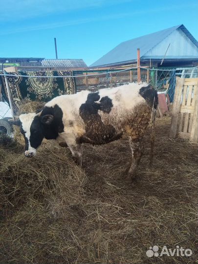 Корова стельная дойная нетел быки телята