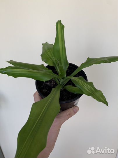 Каланхоэ лечебный,золотой ус