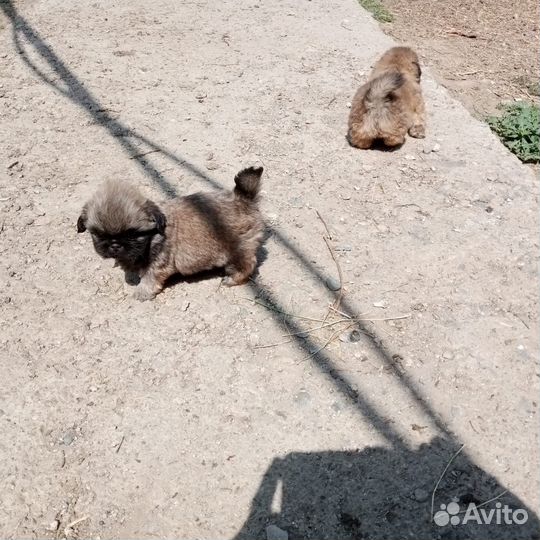 Щенки пекинеса