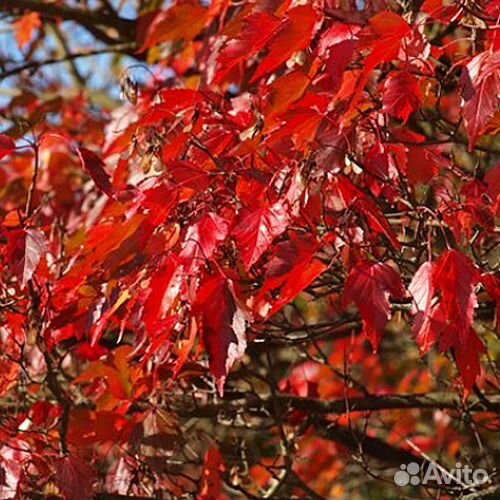 Клён Гиннала