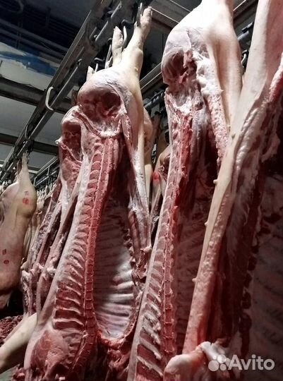 Свинина полутуши