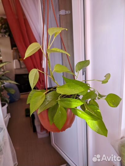 Комнатные растения 5