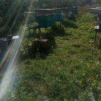 Пасека пчел.2 шт, Антропово