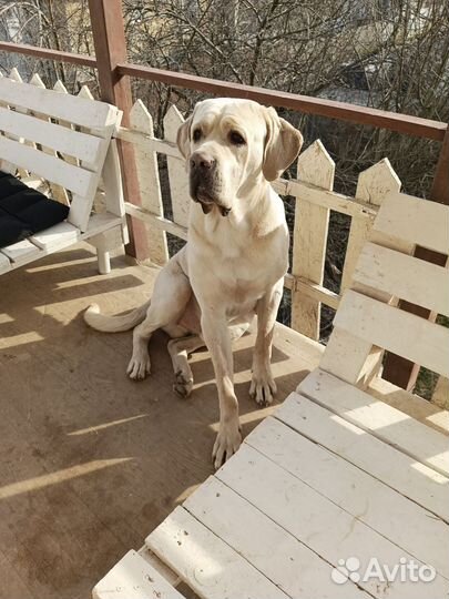 Кобель вязка кане корсо