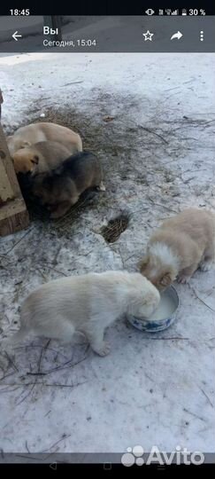 Щенки